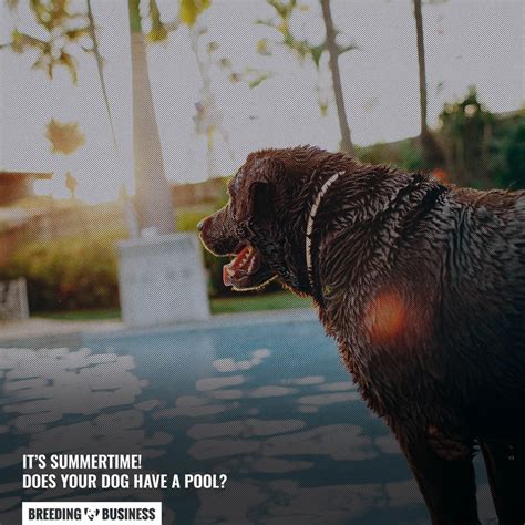 10 Best Dog Pools for this Summer – Inflatable, Foldable, Tanks & FAQ