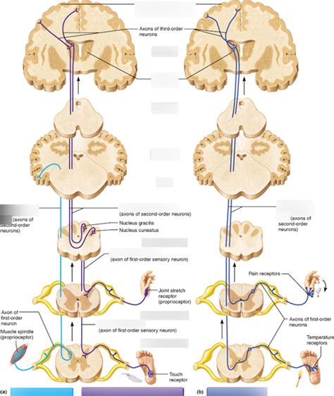 12.8.1 - Ascending pathways Diagram | Quizlet