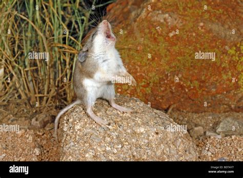 Southern Grasshopper Mouse Stock Photo - Alamy