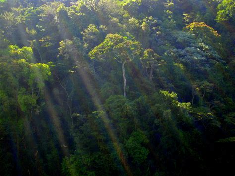 Monteverde Cloud Forest Reserve