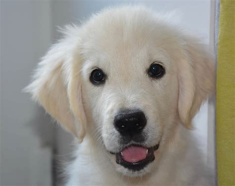 23 Facts About English Cream Golden Retrievers You Probably Didn’t Know – Golden Hearts