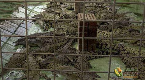 Crocodile Farming Industry: What You Need To Know! - Farming Plan