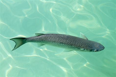 Mullet, flathead – Steenbok Nature Reserve