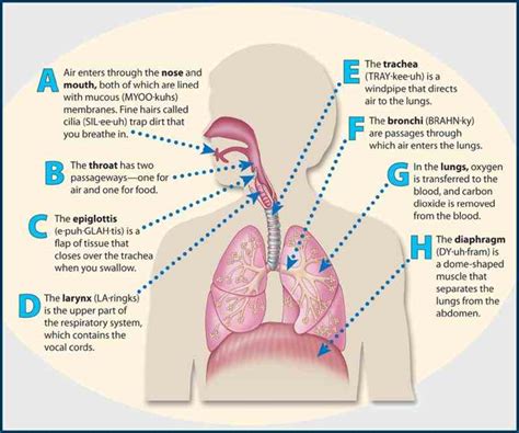 All Parts Of The Respiratory System And Their Functions | MedicineBTG.com