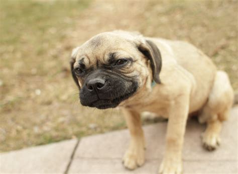 Tina - Puggle