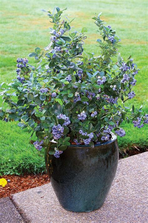 25+ Best Ideas about Blueberry Bushes on Pinterest | Planting blueberry ...