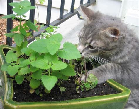 Cincinnati Cape Cod: Cat Garden