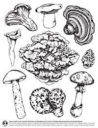 MST Mushroom Colouring Sheet