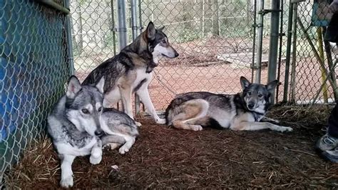 Wolf Dog Puppies For Adoption Near Me - Wolf Killer Caucasian Shepherd Ovcharka Mountain Dog ...