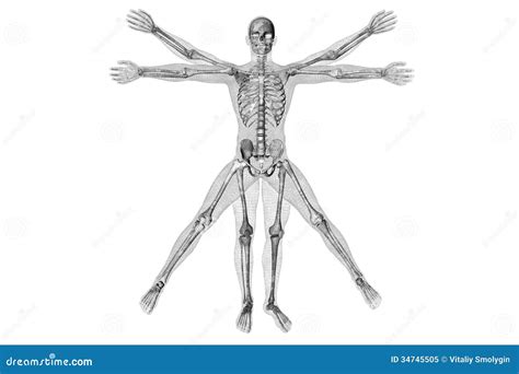 Vitruvian Skeleton Anatomical Skeletal Proportions Bones Vector Illustration | CartoonDealer.com ...