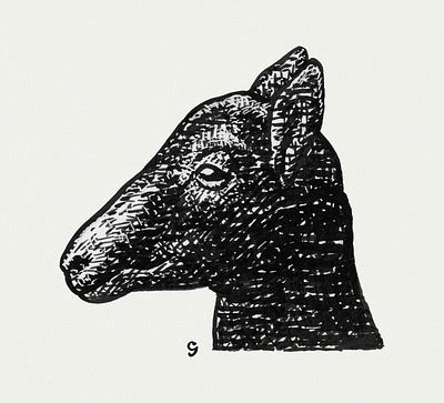 Head lamb (ca. 1891–1941) drawing | Free Photo Illustration - rawpixel