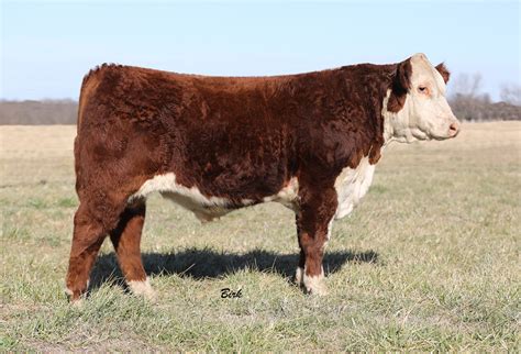 Reed Farms Registered Polled Hereford Bulls For Sale | The Pulse