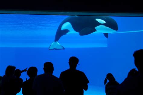 Kiska, 'World's Loneliest Orca,' Dead at 47