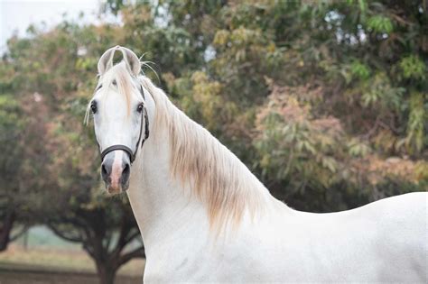 Marwari Horse — Full Profile, History, and Care