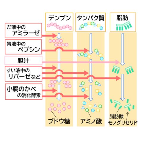 【中学理科】消化と消化酵素・吸収をわかりやすく解説