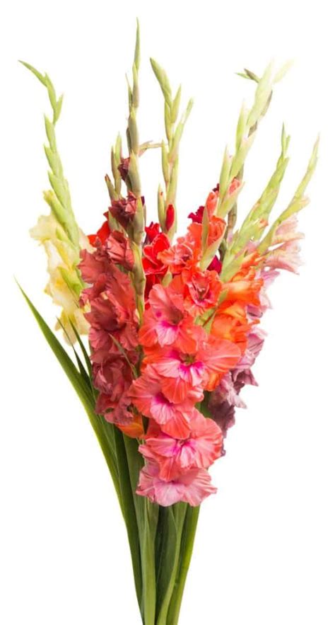 Discover the Amazing Gladiolus - August's Official Flower!