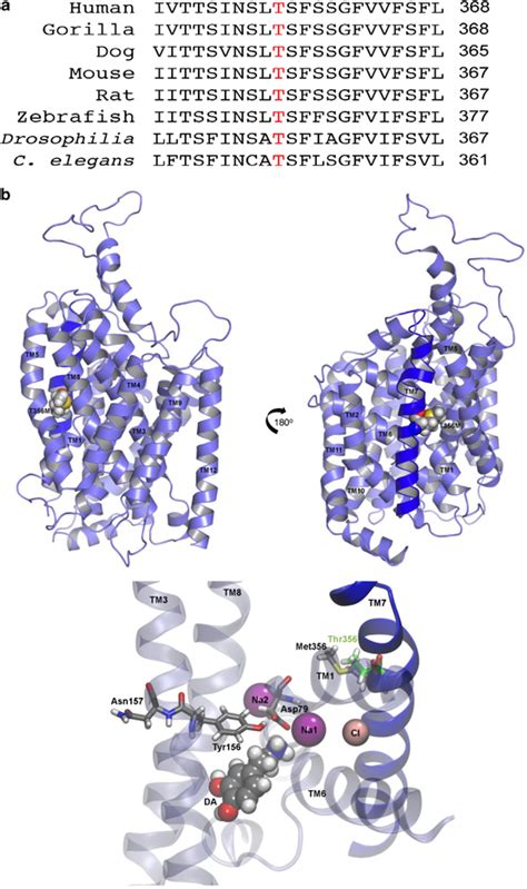 De novo mutation in the dopamine transporter gene associates dopamine dysfunction with autism ...