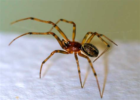 9 Common House Spiders in the United States (Photos, Differences) » The Buginator