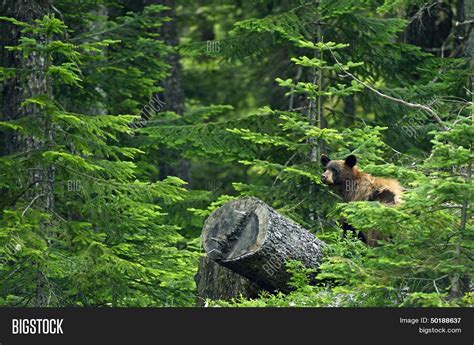 Black Bear Forest Image & Photo (Free Trial) | Bigstock