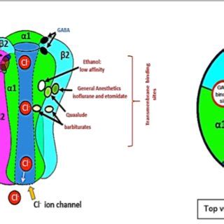 Structure of the GABAA receptor (side and top views)'" and position of... | Download Scientific ...