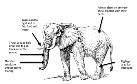 Profile - Elephants