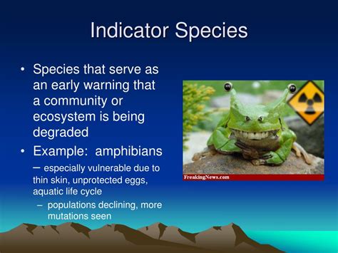 Keystone Species Examples In The Ocean at William Dove blog