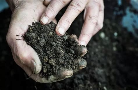 What’s the Difference Between Soil and Compost? (And When to Use Each) - The Practical Planter