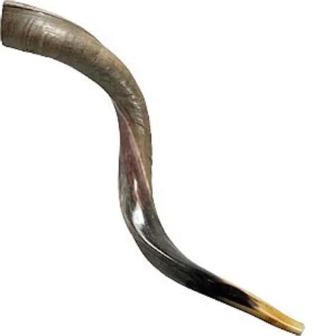 Top Quality Ram Horn Shofar Natural Horn Shofar For Blowing On Rosh Hashanah Top Quality Kosher ...