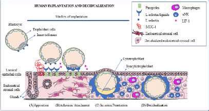 Implantation Process and Decidua Formation. | Download Scientific Diagram