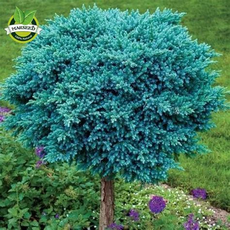 20 Colorado Blue Spruce (Picea Pungens )Tree Seeds Beautiful color ...