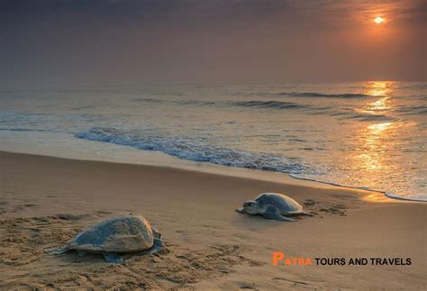 Gahirmatha Beach is suitable place for Olive Ridley Sea Turtles. This place is best to see ...