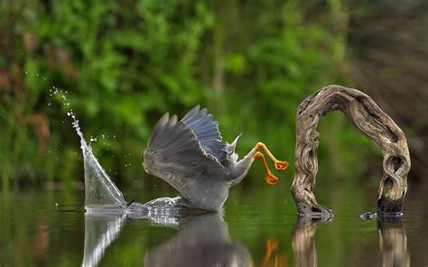 15 Hilarious Winning Photos Of Comedy Wildlife Photography Awards 2023