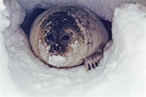 Arctic Sea Ice Melt Threatens Ringed Seal Habitat | IBTimes UK