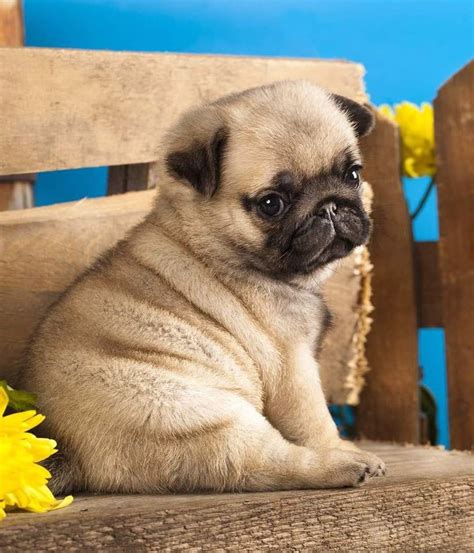 Pin by Océane Brodier on Chiens | Baby pugs, Cute pug puppies, Cute pugs