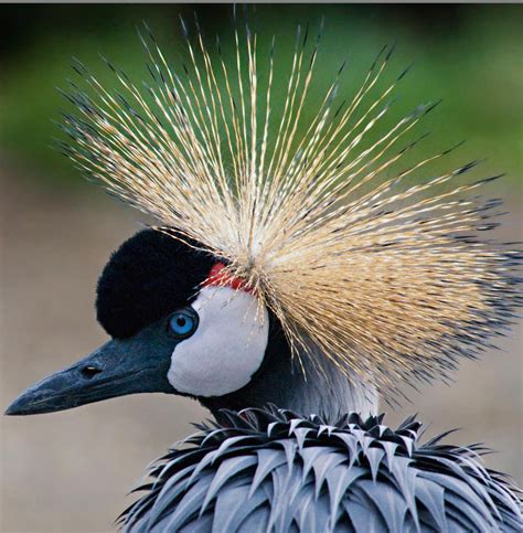 East African Crowned Crane - Cougar Mountain Zoo