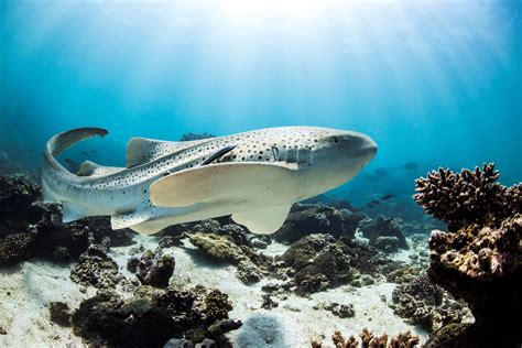 Coral Sea Marine Park - Australian Marine Conservation Society