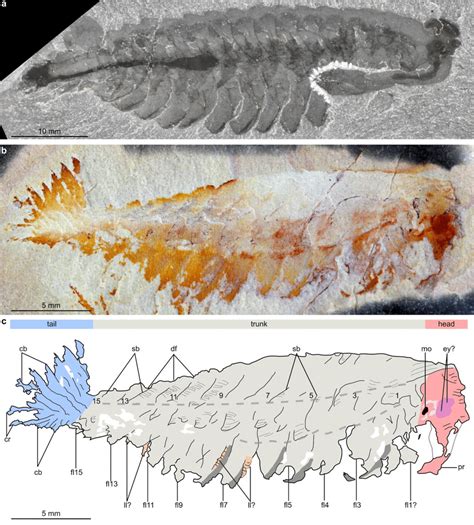 Comparison of Opabinia regalis Walcott, 1912 from the Burgess Shale... | Download Scientific Diagram