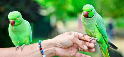 10 Best Green Parrots (Expert Guide) - imparrot