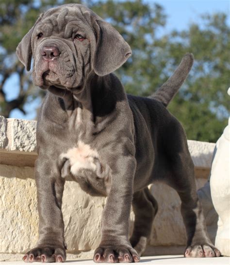 Neapolitan Mastiff