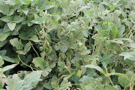 Fungicide Use on Storm Damaged Soybean