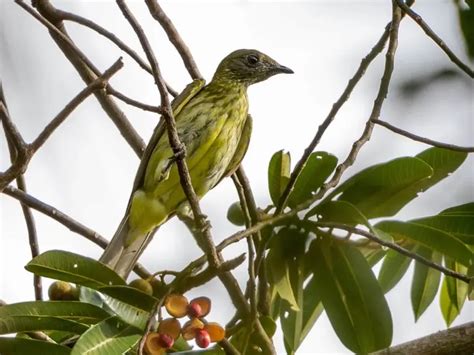 Bearded bellbird - Facts, Diet, Habitat & Pictures on Animalia.bio