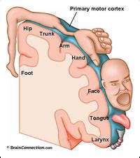 Primary Somatosensory Cortex Homunculus