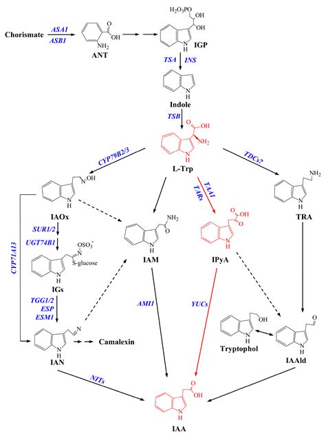 IJMS | Free Full-Text | The Roles of Auxin Biosynthesis YUCCA Gene Family in Plants