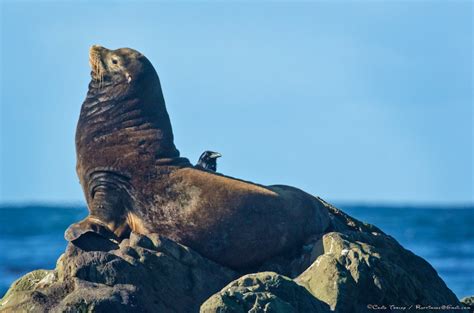 California Sea Lion – Mendonoma Sightings