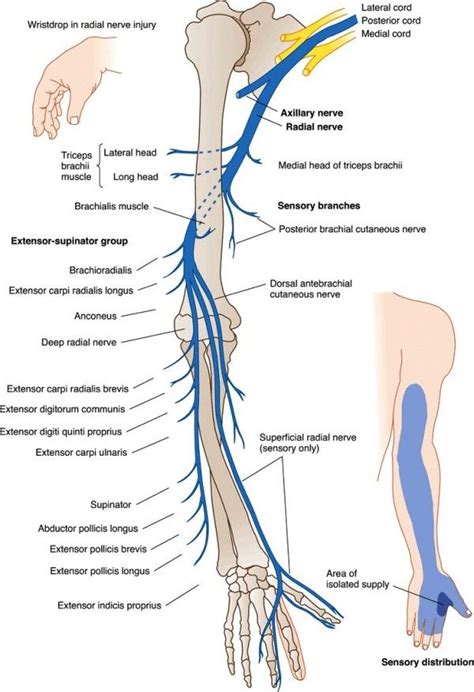 radial n | Radial nerve, Nerve anatomy, Human anatomy and physiology