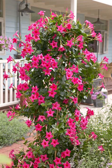 MANDEVILLA SUN 'PARASOL Pink | Tuinieren in potten, Hangplant ...