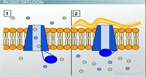 Concentration Gradient: Definition & Example - Video & Lesson ...