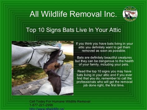 Top 10 Signs You Have Bats In Your Attic