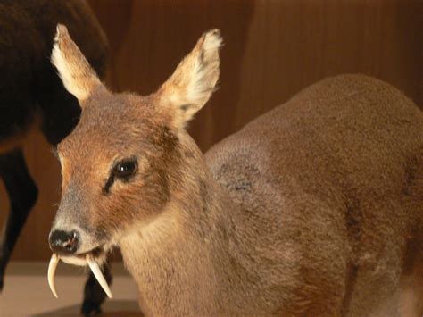 Saber-toothed non-marsupial (Musk Deer) | Musk Deer, male. (… | Flickr