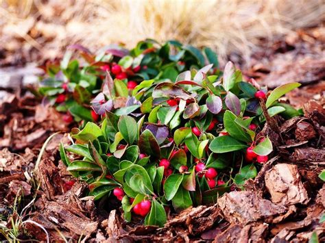 Growing Wintergreen Plants - Learn How To Care For Wintergreen In The ...